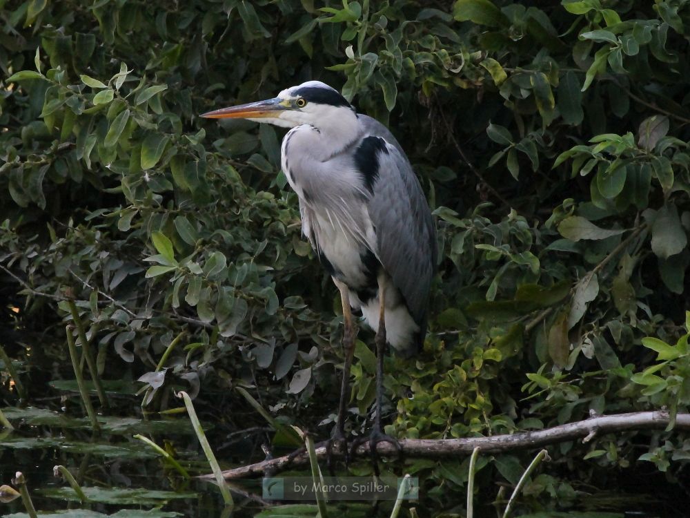 Ardea cinerea